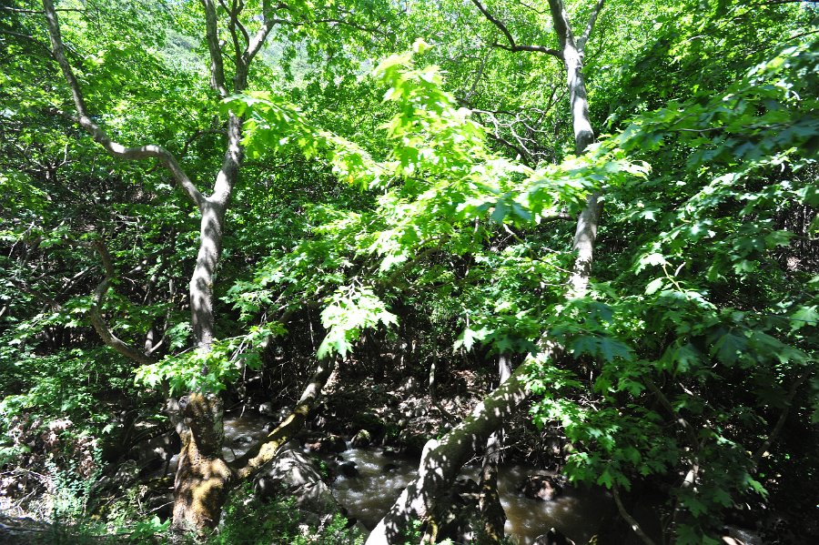 2014.06.18 Zahnradbahn in Griechenland Diakopto–Kalavryta (76)